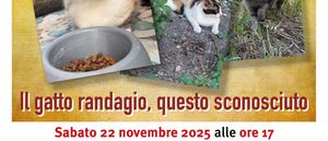 locandina gatto randagio