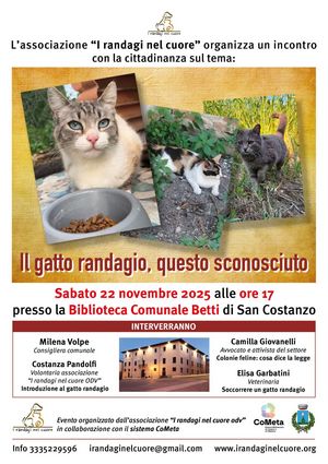 locandina gatto randagio